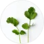 Bacopa Monnieri extract